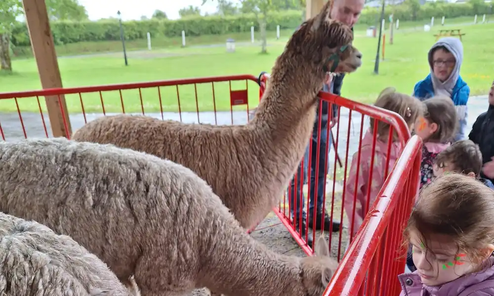 alpaca walks